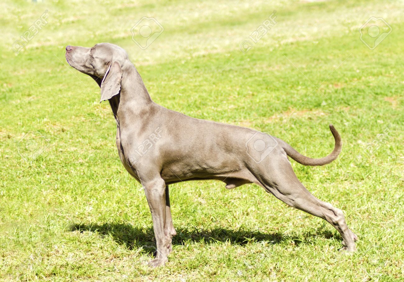gray hunting dog