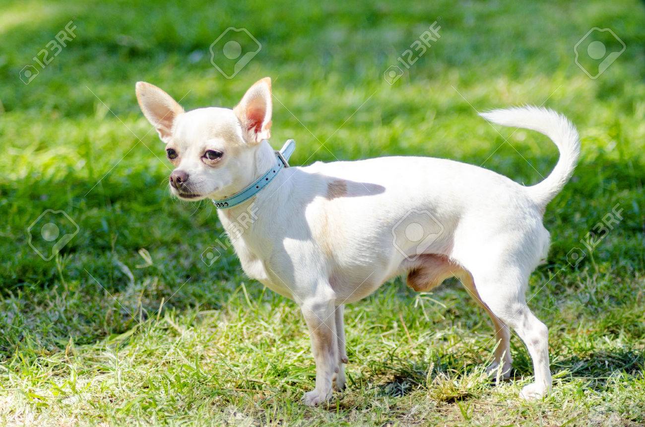 Chihuahua Pelo Largo Cabeza De Venado Un Parado De Chihuahua Pequeño, Joven, Hermoso, Blanco, De Pelo Corto En El  Césped. Perros Chihuahua Son Los Más Pequeños De Tamaño. Fotos, Retratos,  Imágenes Y Fotografía De Archivo Libres De Derecho.