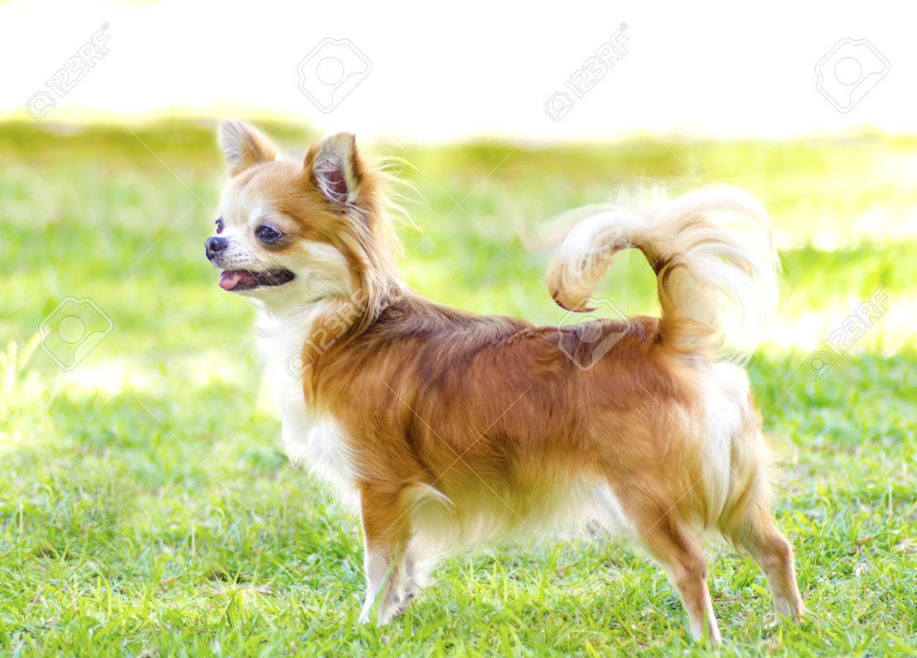 Chihuahua Pelo Largo Cabeza De Venado Un Pequeño, Joven, Hermoso, Rojo Y Crema, Marrón, Pelo Largo Chihuahua Pie  Feliz En El Césped. Perros Chihuahua Son Los Más Pequeños De Tamaño. Fotos,  Retratos, Imágenes Y Fotografía De Archivo Libres