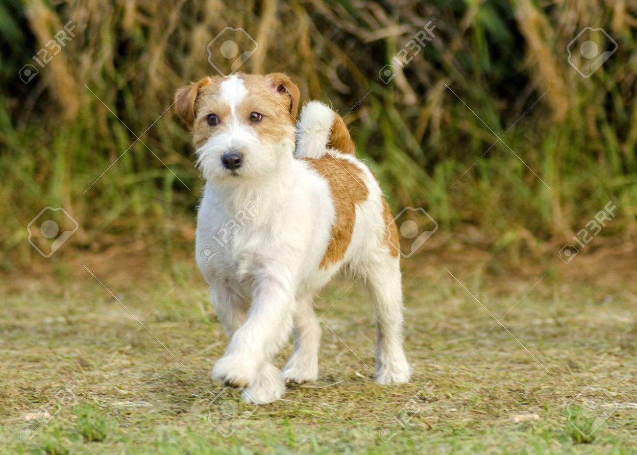 rough haired jack russell