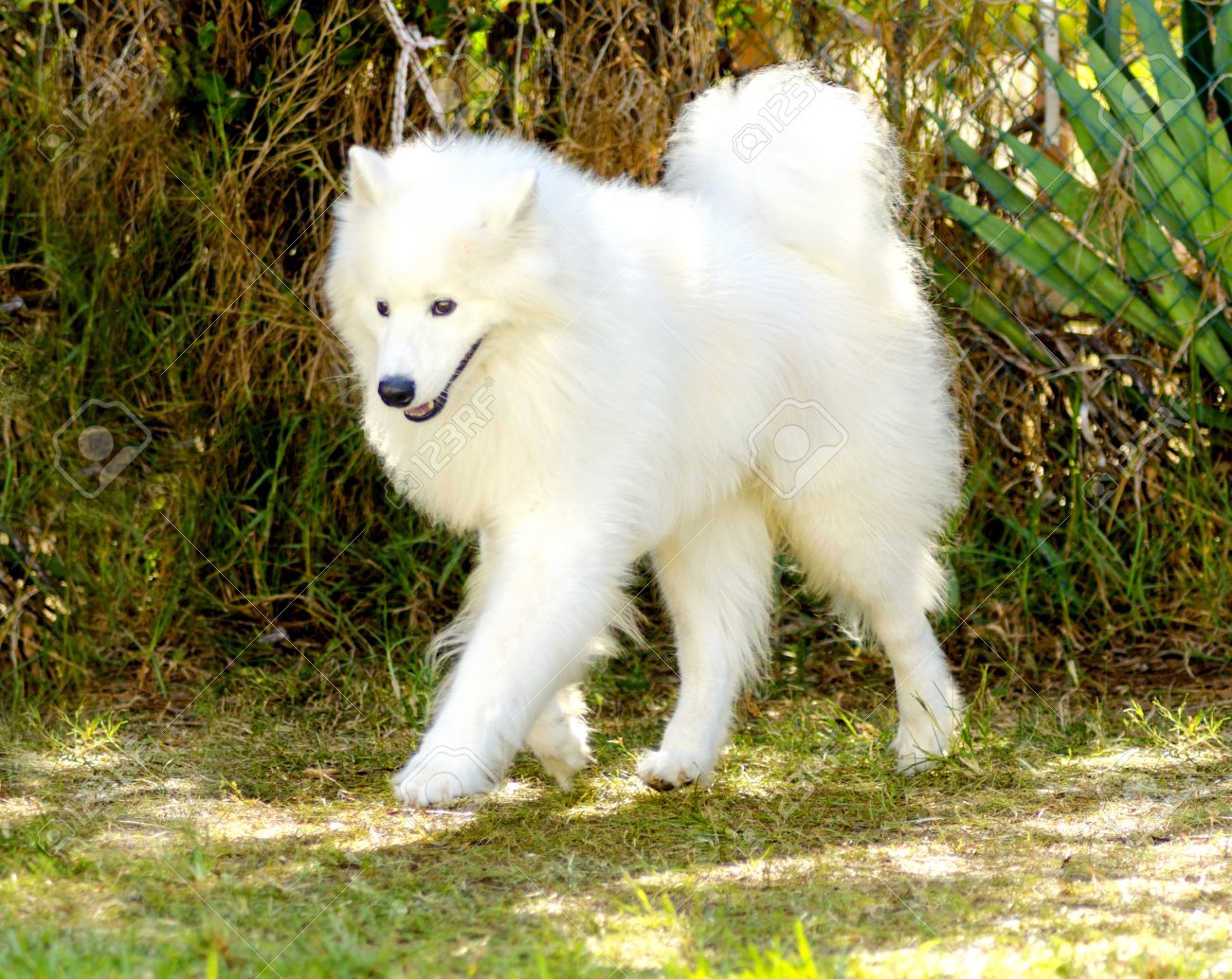 Une Belle Jeune Chien Pelucheux Blanc Samoyède Marcher Sur Lherbe Le Chien Sammy Ressemble à Un Loup Blanc Mais Il Est Très Doux Doux Et Souvent