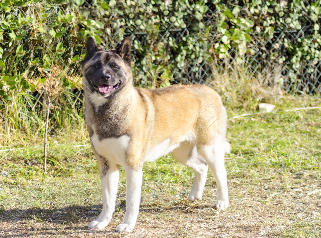 american akita pinto