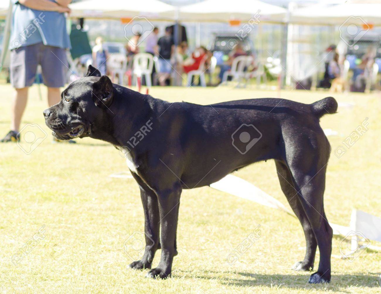 A Profile View Of A Young Beautiful Black And White Medium Sized