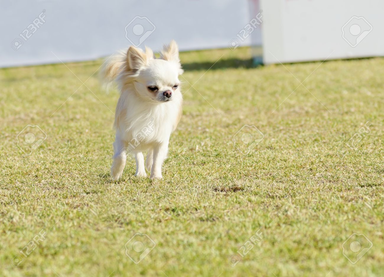Fawn cream chihuahua
