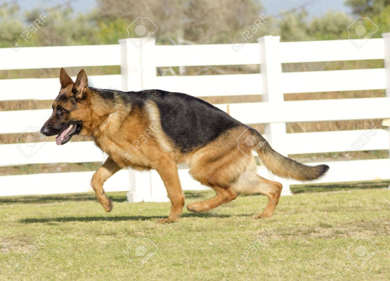 A Young, Beautiful, Black And Tan German Shepherd Dog Walking On The Grass  While Looking Happy And Playful. The Alsatian Aka Berger Allemand, Is A  Very Good Security Dog Often Used By, image size:1300x936
