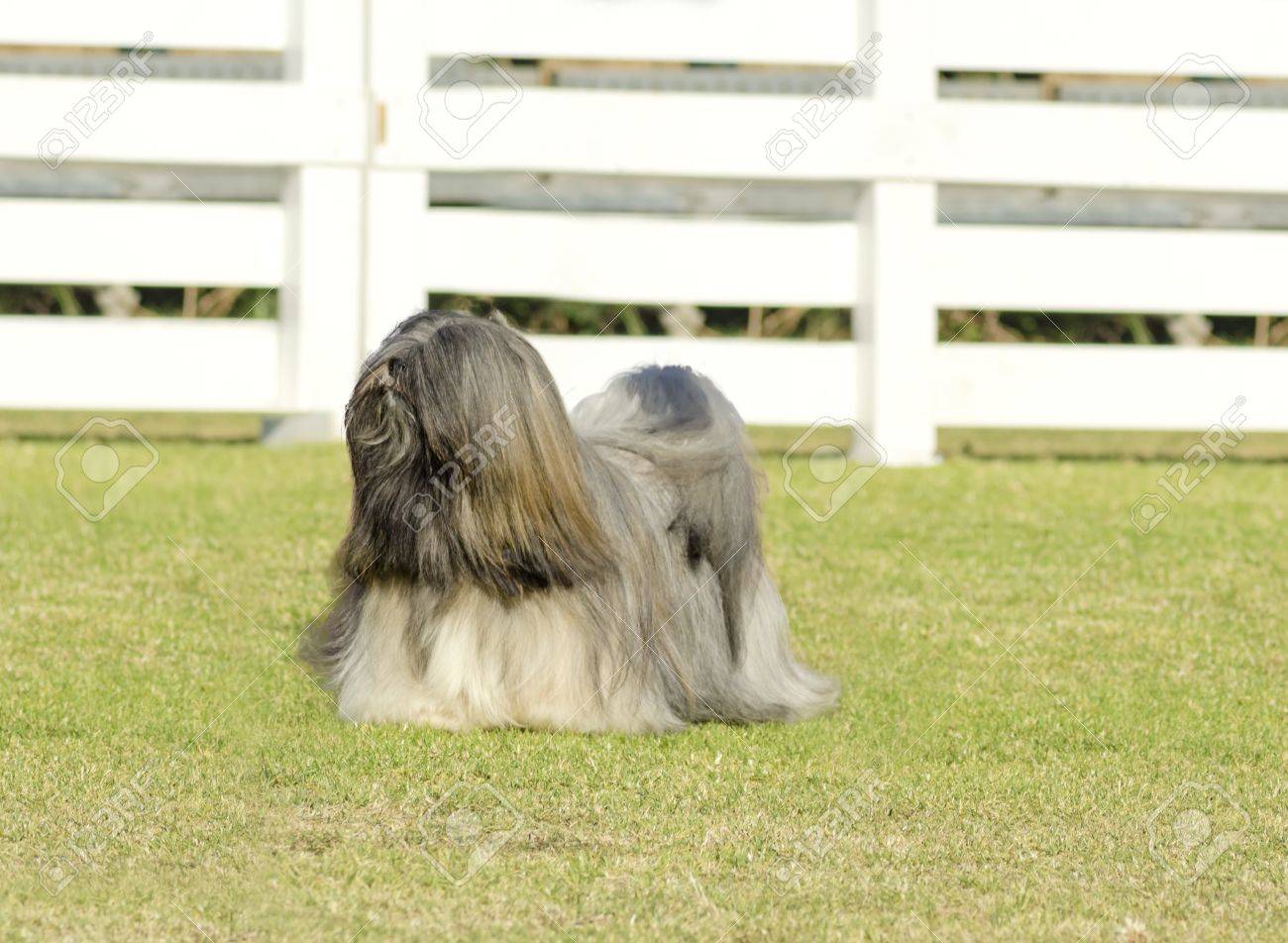 lhasa apso coat