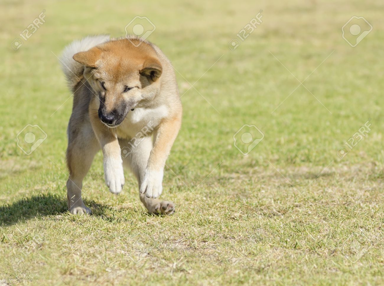 草の上の若い美しい子鹿 ゴマ茶色柴柴犬子犬犬に立っている背中足の肖像画ビュー 日本芝犬犬は秋田犬が小さいだけに似ており キツネのように見えます の写真素材 画像素材 Image 草の上の若い美しい子鹿 ゴマ茶色柴柴犬子犬犬に立っている背中足の肖像画ビュー 日本芝犬犬は秋田犬が小さいだけに似ており キツネのように見えます の写真素材 画像素材 Image