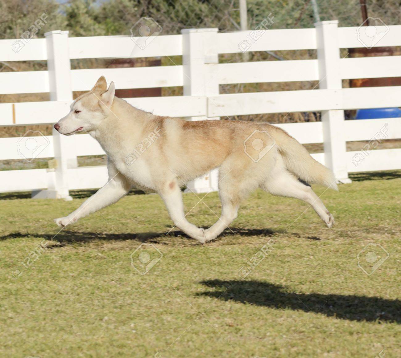 Une Vue De Profil Dune Jeune Belle Cuivre Fauve Rouge Et Blanc De Sibérie Chien Husky Fonctionnement Connus Pour Leur Endurance Incroyable Et La