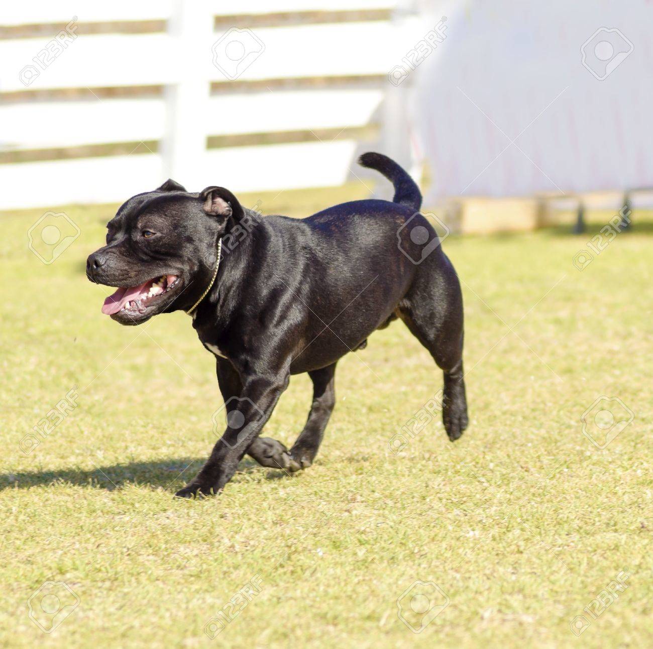 stocky staffy