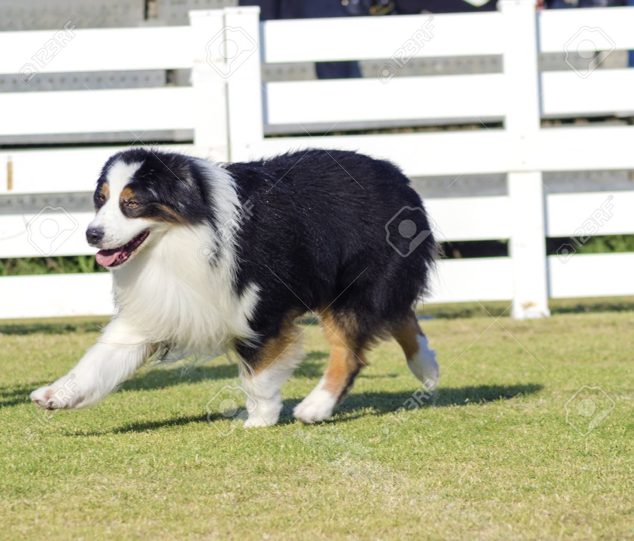 Un Jeune Sain Beau Noir Blanc Et Rouge Chien De Berger Australien De Marcher Sur Lherbe à La Recherche Très Calme Et Adorable Chiens Australiens