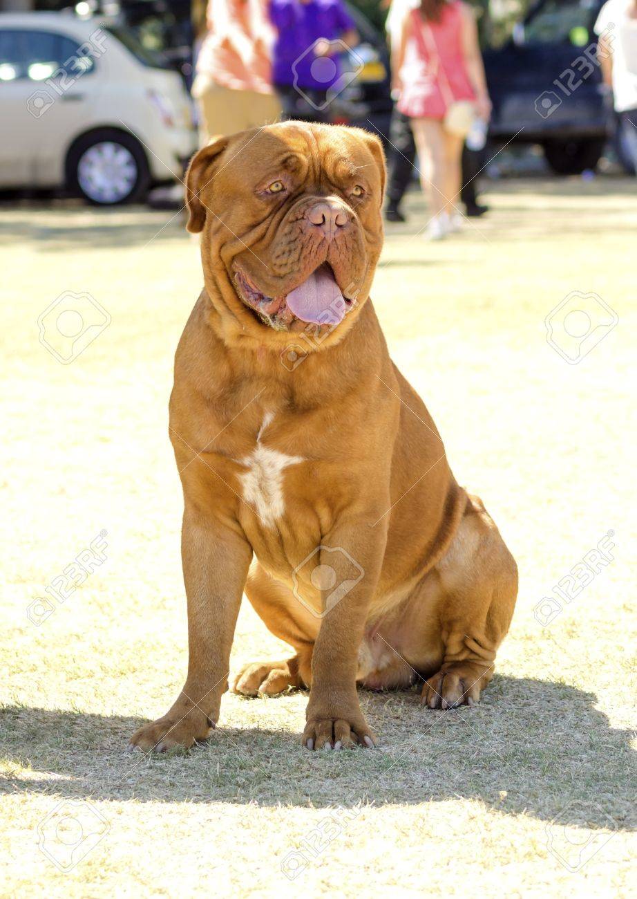 dog sitt