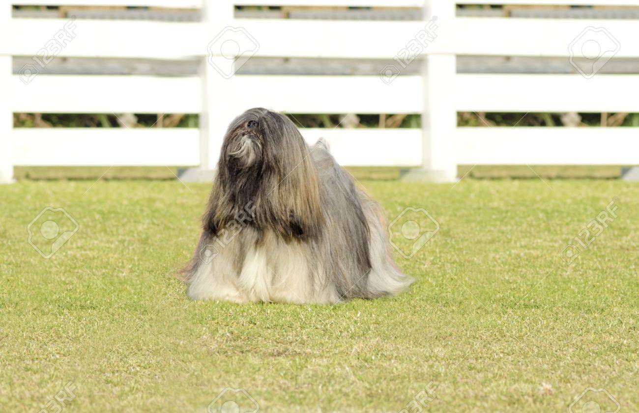 lhasa apso coat