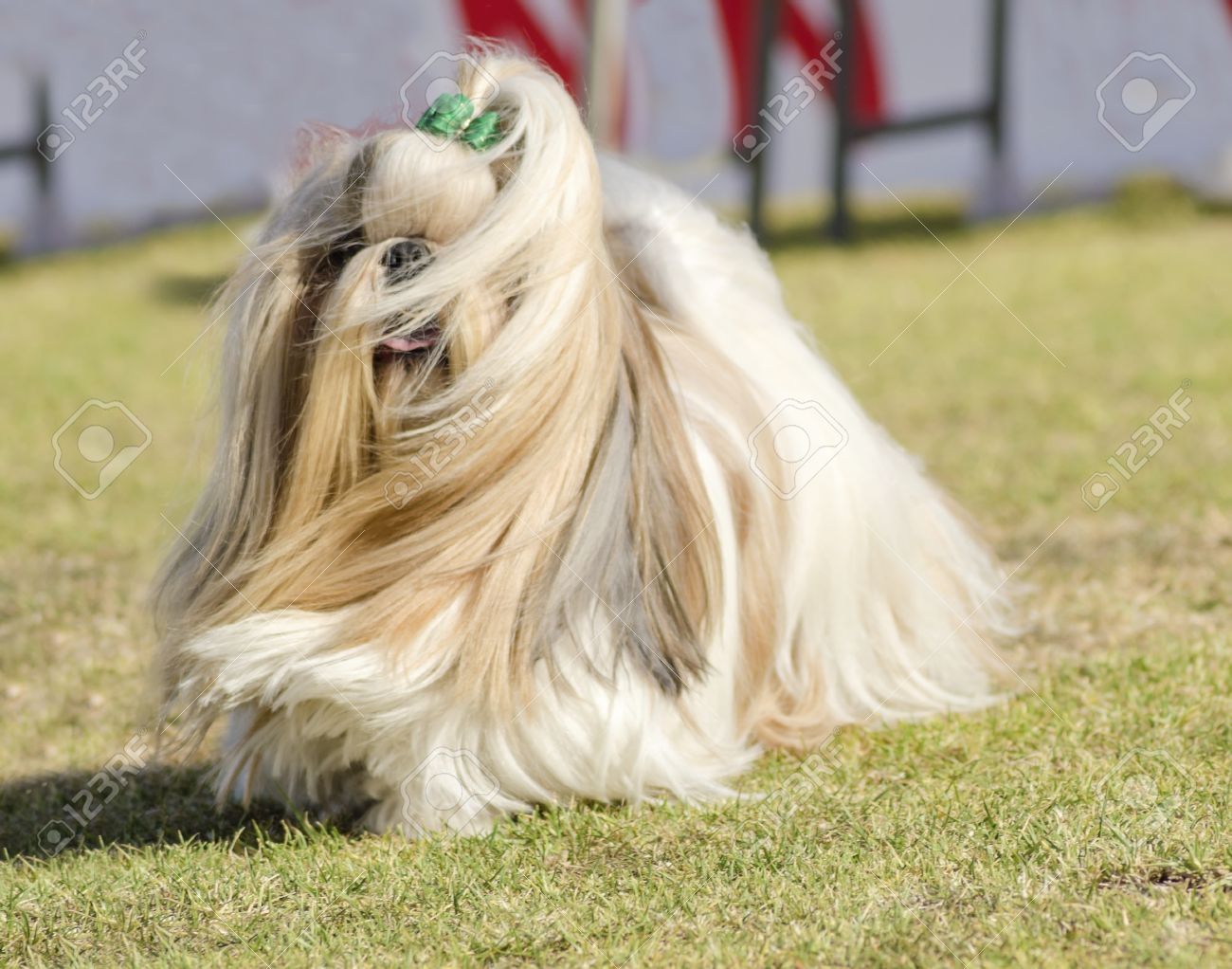 Un Petit Jeune Brun Clair Noir Et Blanc Tan Chien Shih Tzu Avec Un Long Manteau De Manteau Et La Tête Tressée Soyeuse Courir Sur Lherbe