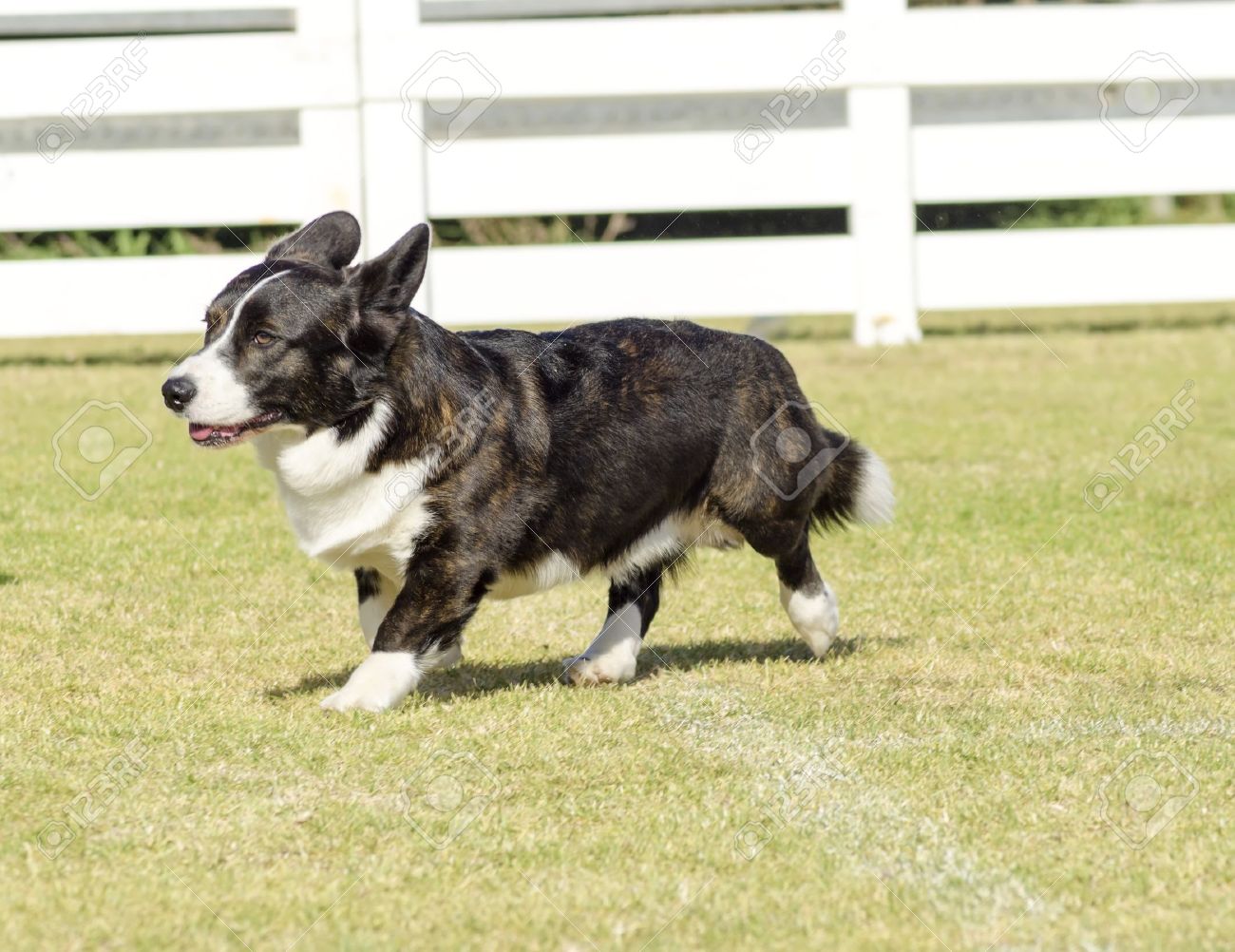 black cardigan corgi