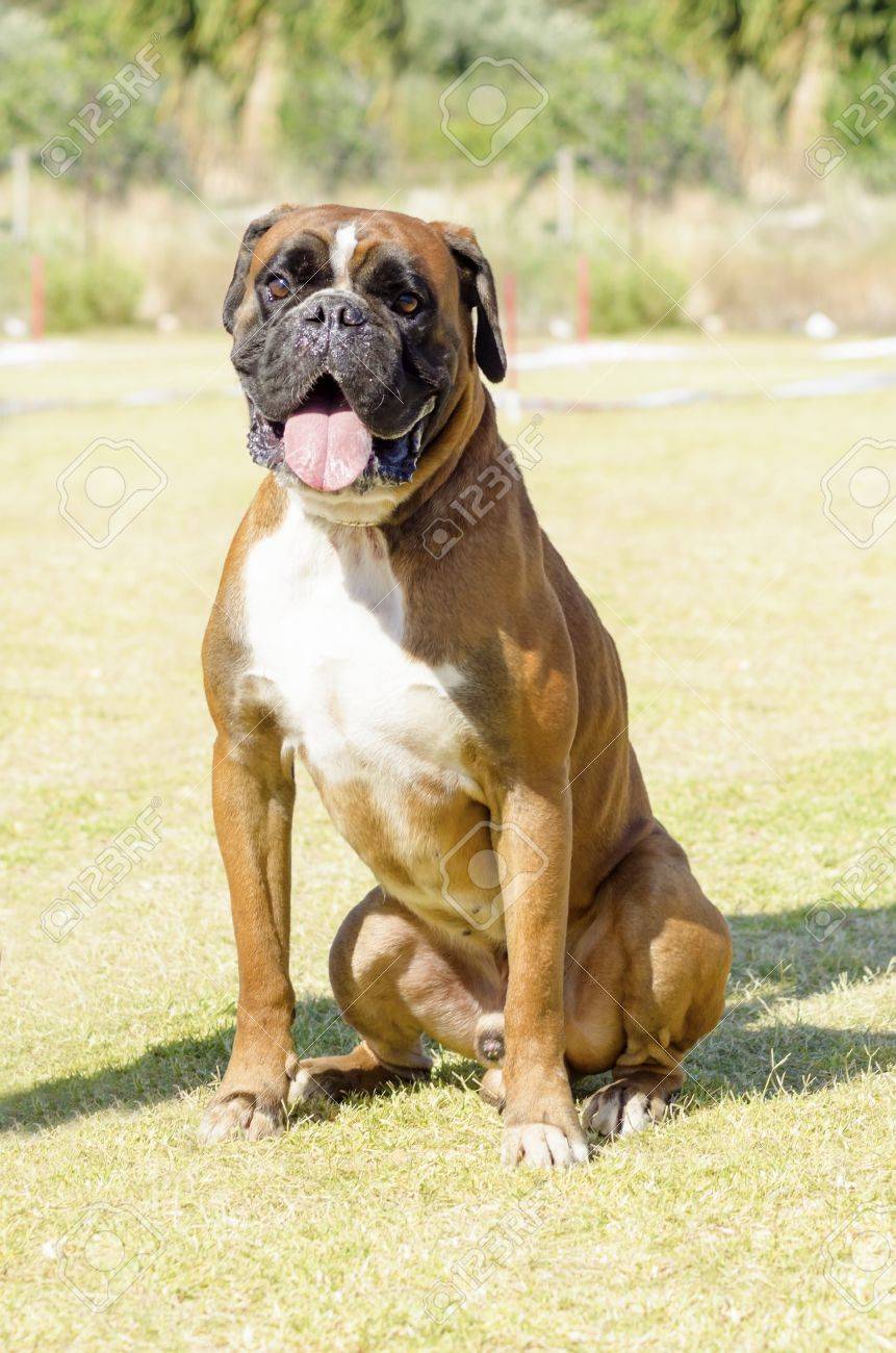 A Young Beautiful Fawn Red Mahogany And White Medium Sized Stock Photo Picture And Royalty Free Image Image