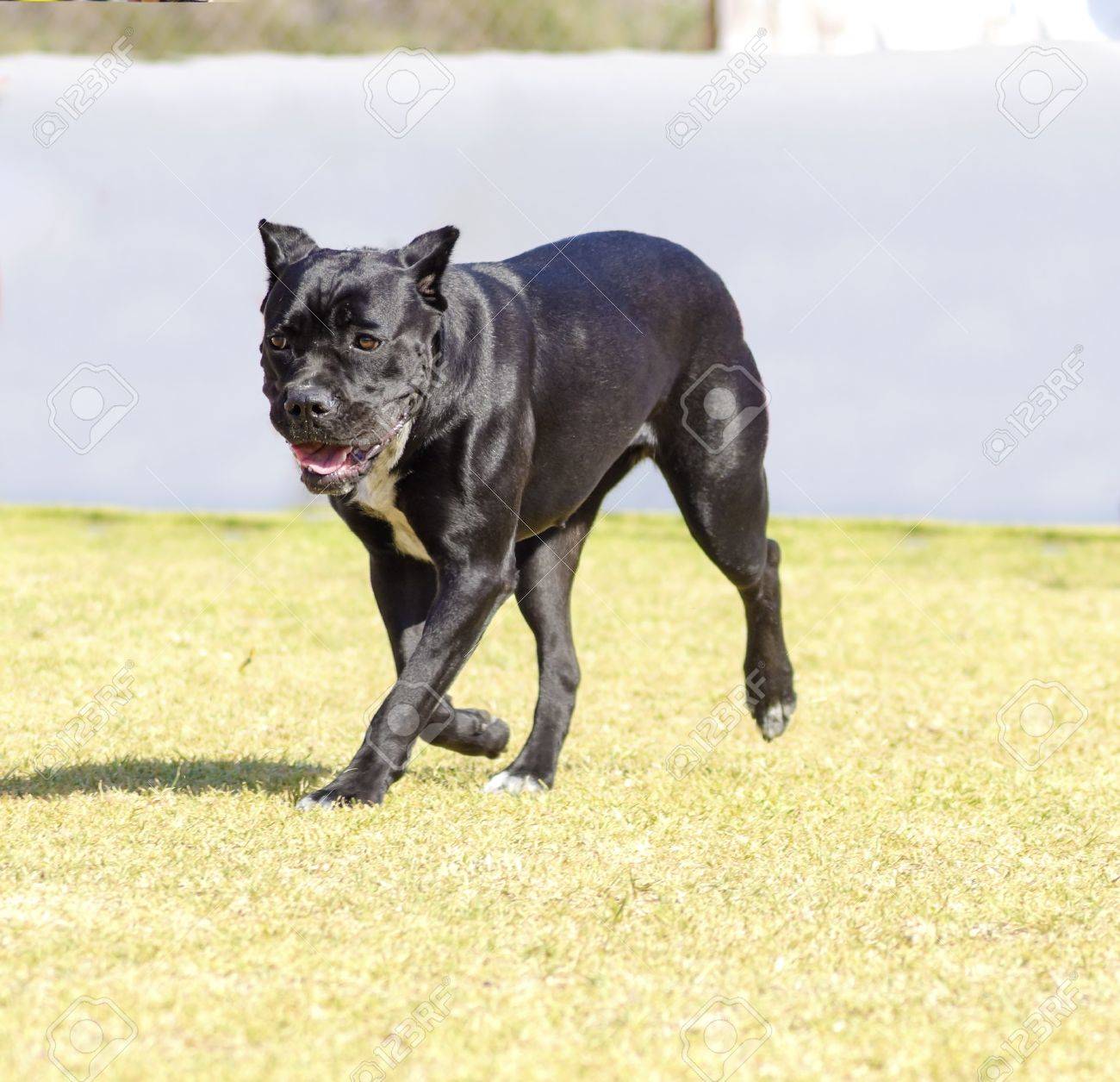 A Young Beautiful Black And White Medium Sized Cane Corso Dog