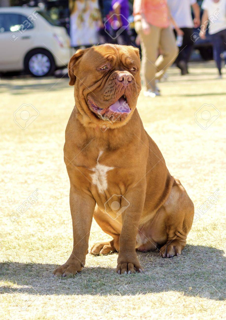 a close up of a young beautiful reddish brown mahogany dogue dog sitt