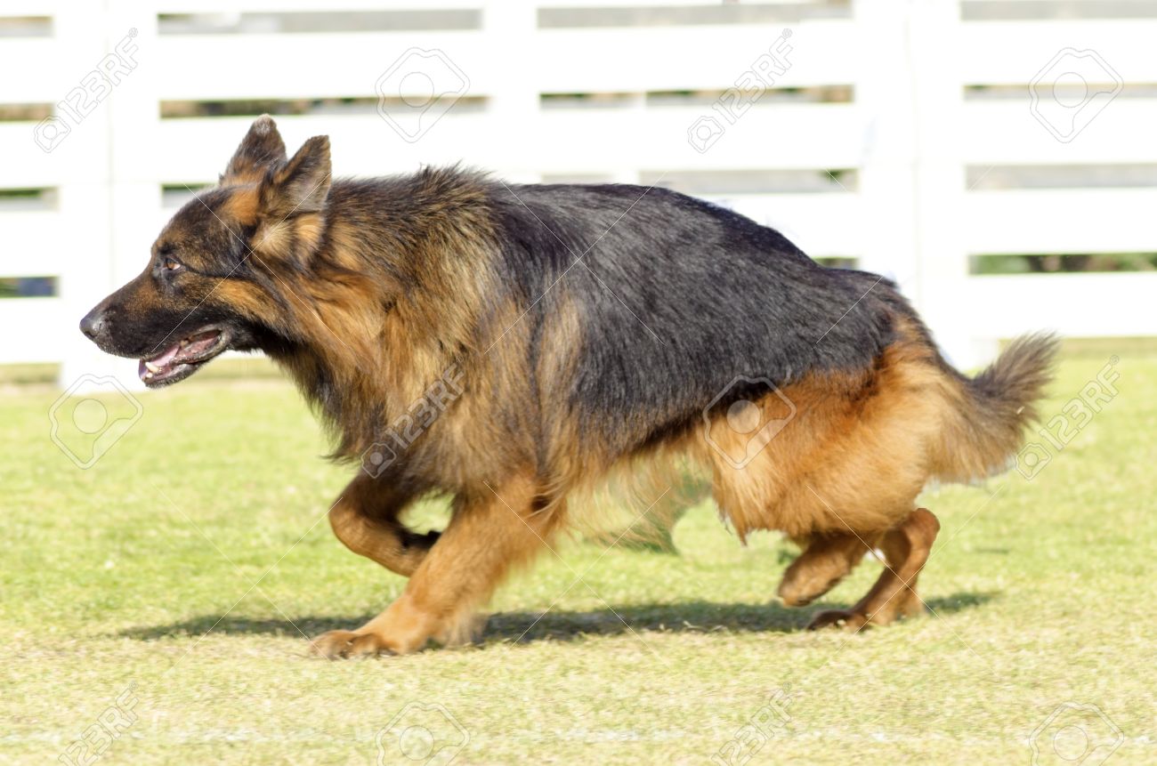 若い 美しい 黒し 黄褐色のふわふわのジャーマン シェパード犬が幸せと遊び心を見ながら草の上を歩きます 別名ベルガー ドイツ語 アルザスは 警察および軍隊でよく使用される非常に良いセキュリティ犬です の写真素材 画像素材 Image