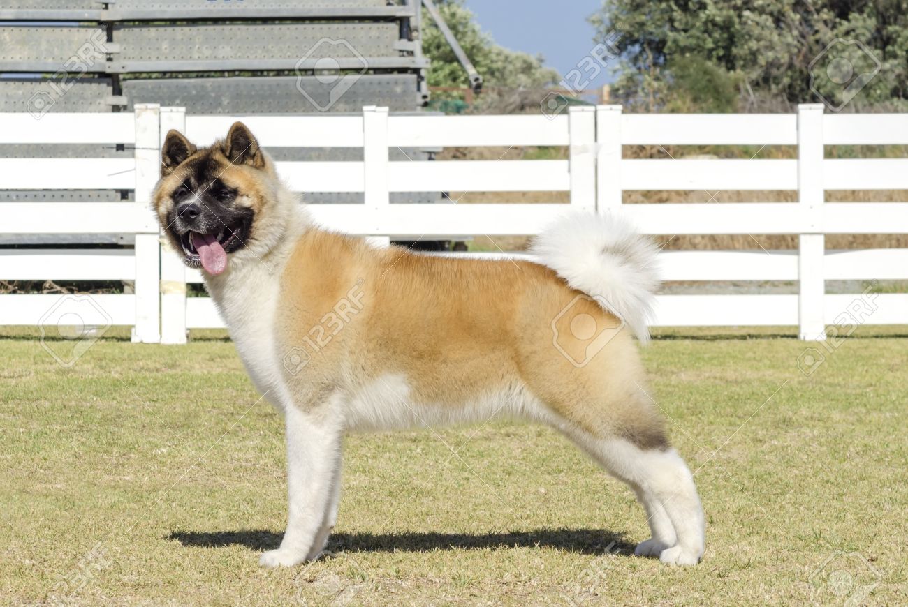 american akita pinto