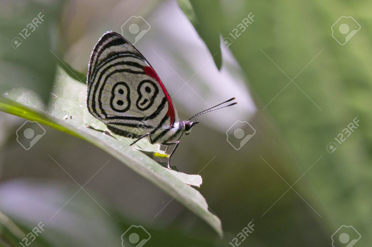 butterfly diaethria also called 88, in the Iguazu National Park between Argentina and Brazil - 17350447 butterfly diaethria also called 88, in the Iguazu National Park between Argentina and Brazil - 17350447