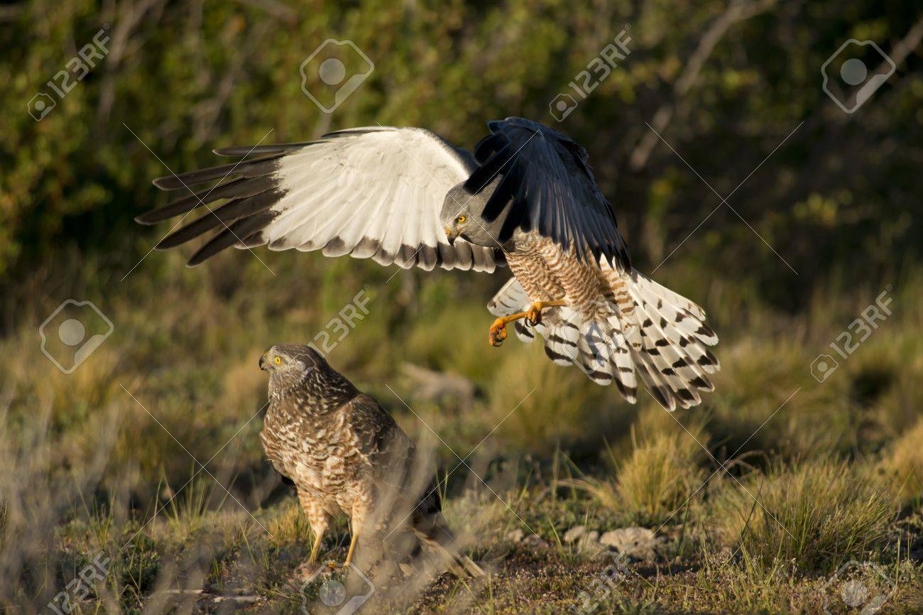 Male cinereous harrier flying at female harrier in the Laguna Nimez in Patagonia, Argentina - 17435410 Male cinereous harrier flying at female harrier in the Laguna Nimez in Patagonia, Argentina - 17435410