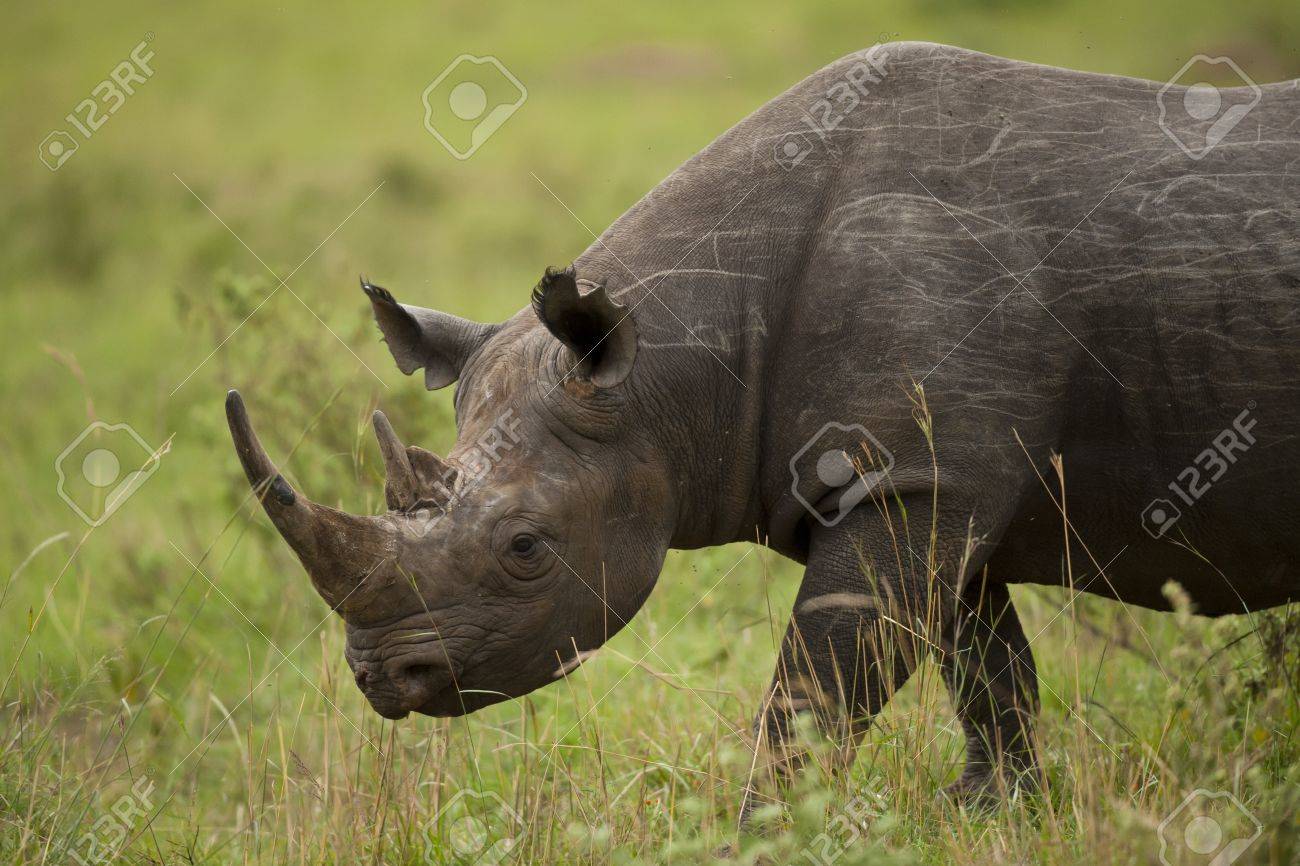 Black rhinoceros in Masai Mara National Park in Kenya - 18315374 Black rhinoceros in Masai Mara National Park in Kenya - 18315374