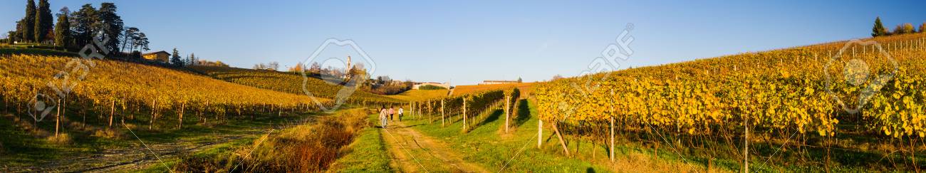 Yellow italian vineyard in autumn, situated in Piedmont. - 53540311 Yellow italian vineyard in autumn, situated in Piedmont. - 53540311
