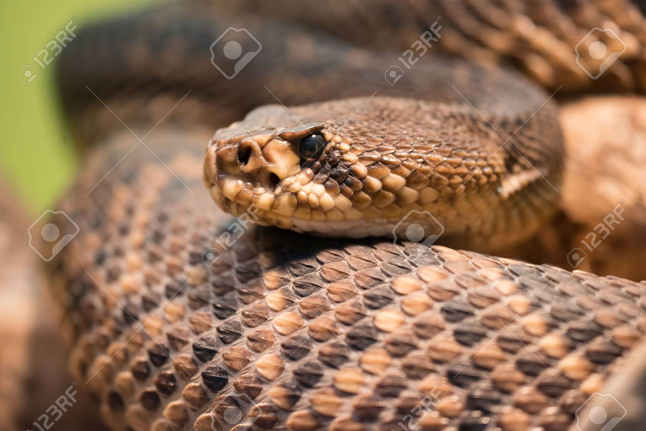 SERPENTI A SONAGLI SCARICA