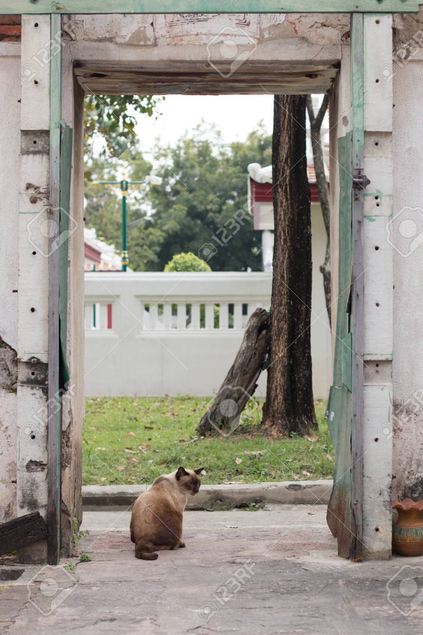 誰かを待っている古いドアに座っている茶色の猫 フレームで怒っている動物 寺院で公園や庭で良い組成と美しい脂肪体猫 の写真素材 画像素材 Image