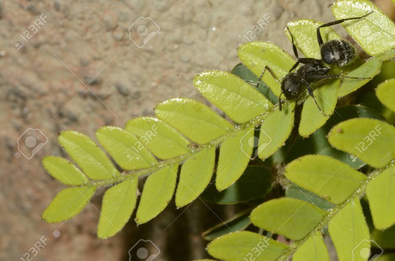 Black ant (scientific name Camponotus crassus) on leaves - 151517670 Black ant (scientific name Camponotus crassus) on leaves - 151517670