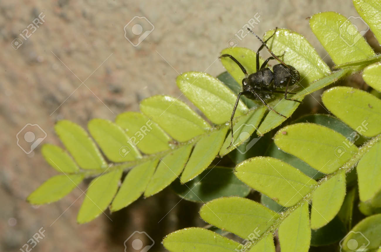 Black ant (scientific name Camponotus crassus) on leaves - 151517650 Black ant (scientific name Camponotus crassus) on leaves - 151517650