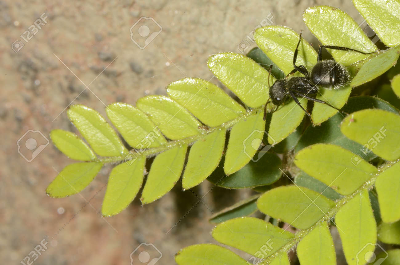 Black ant (scientific name Camponotus crassus) on leaves - 151517855 Black ant (scientific name Camponotus crassus) on leaves - 151517855