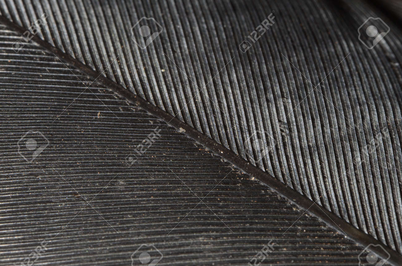 Macro of a black quill feather texture - 151522073 Macro of a black quill feather texture - 151522073