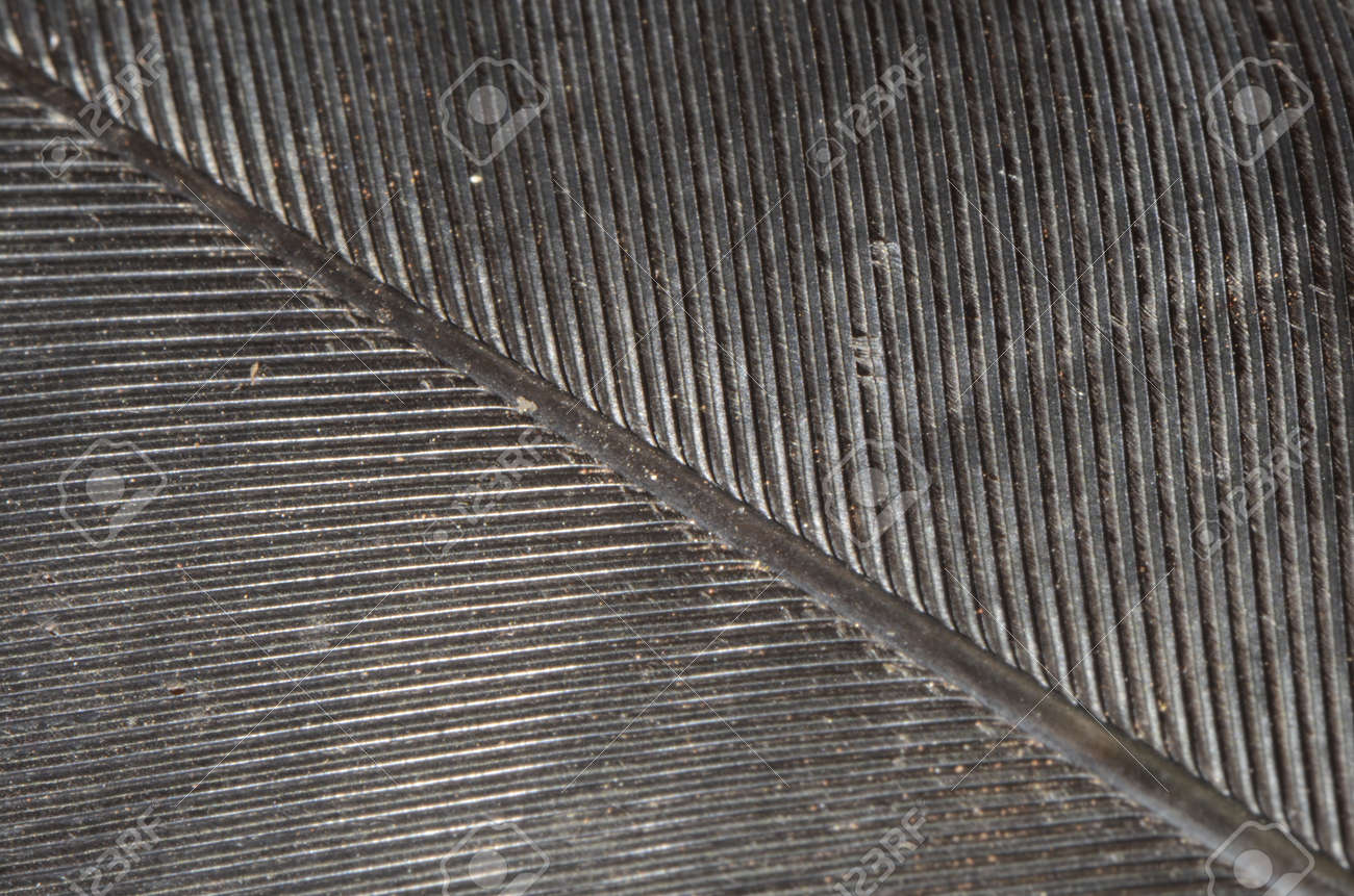 Macro of a black quill feather texture - 151521270 Macro of a black quill feather texture - 151521270