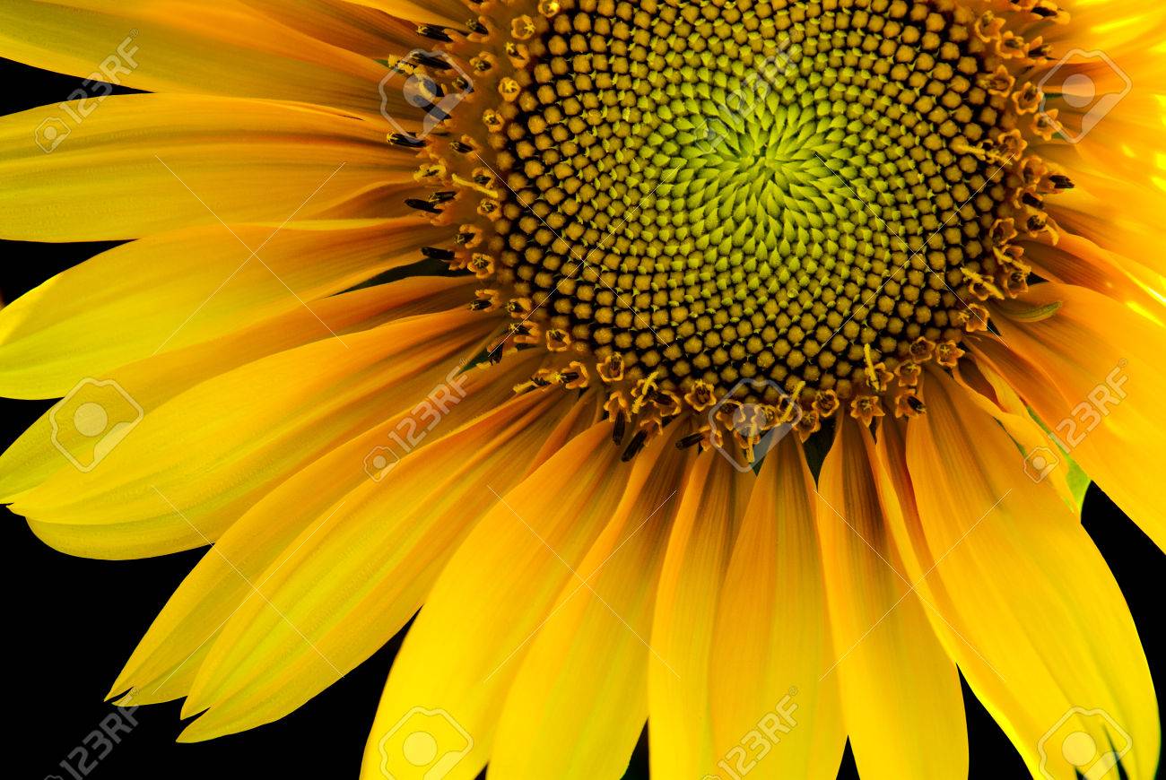 黒の背景上に日光逆光に照らされたフロント摂取量と部分のひまわり ノート 100 小さいサイズで最高に目に見える粒 の写真素材 画像素材 Image