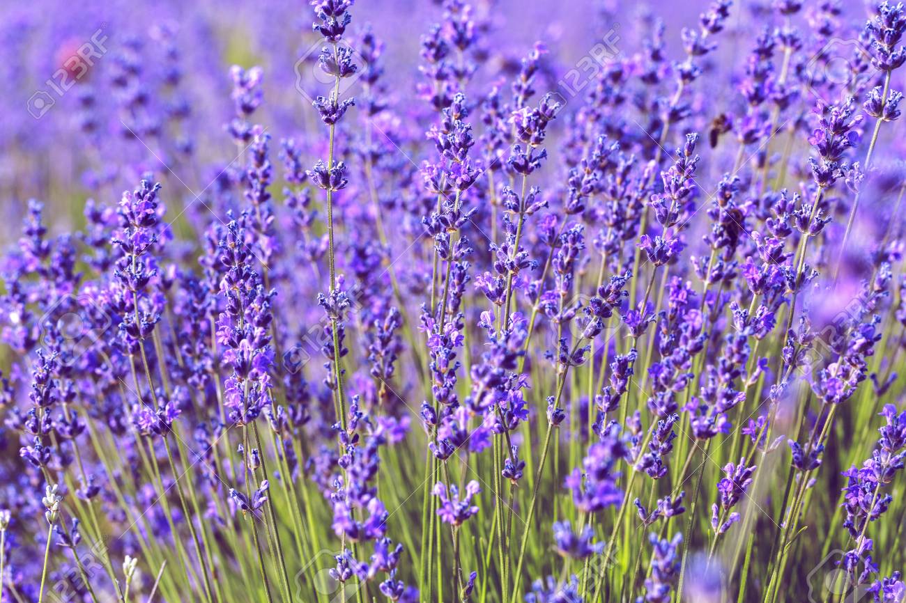 Lavender Field in the summer - 111940586 Lavender Field in the summer - 111940586