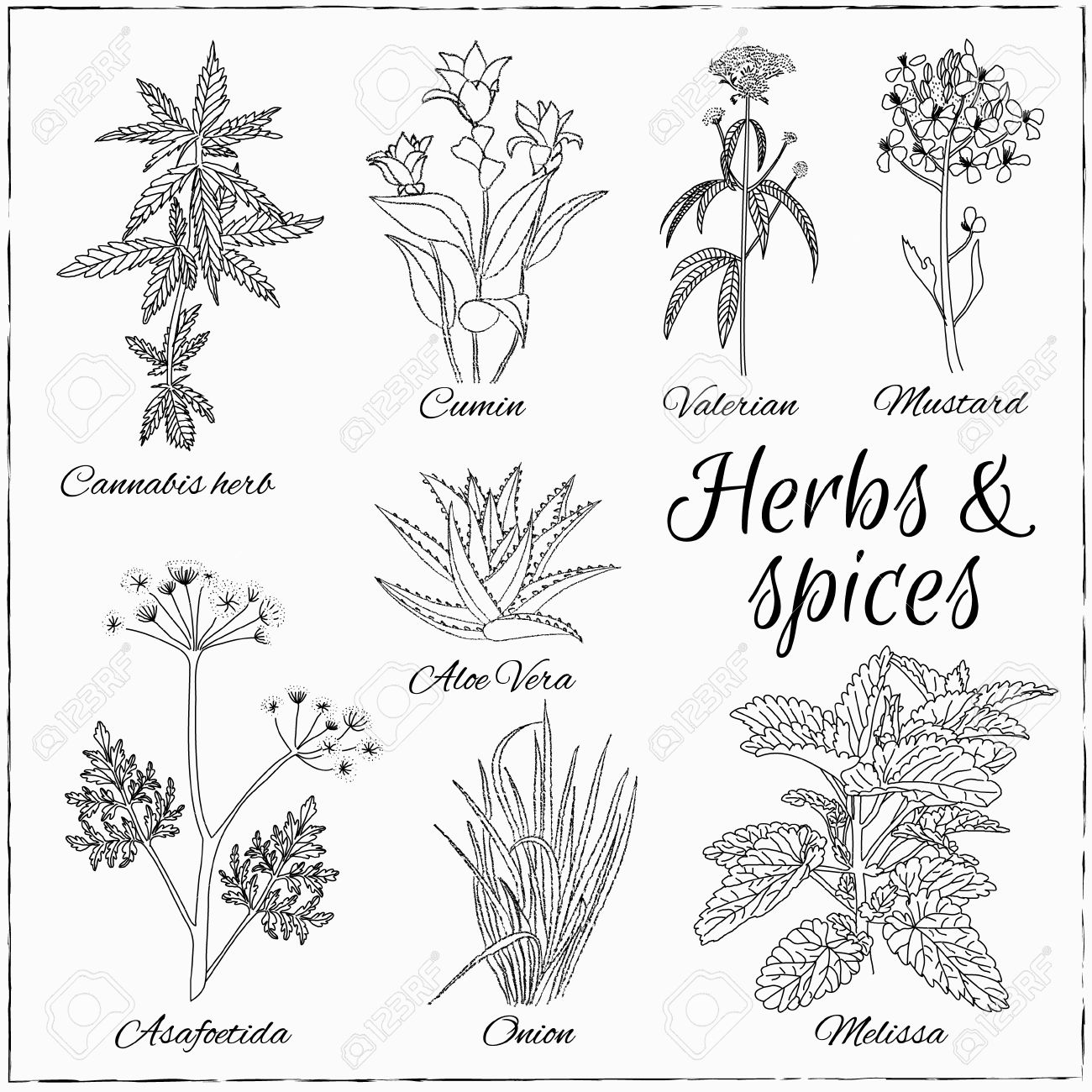 Vector Dibujado A Mano Conjunto Con Hierbas Y Especias Ilustracion De La Vendimia Coleccion Retro Con Hierba De Cannabis El Comino La Valeriana La Mostaza El Aloe Vera La Asafetida La Cebolla vector dibujado a mano conjunto con hierbas y especias ilustracion de la vendimia coleccion retro con hierba de cannabis el comino la valeriana