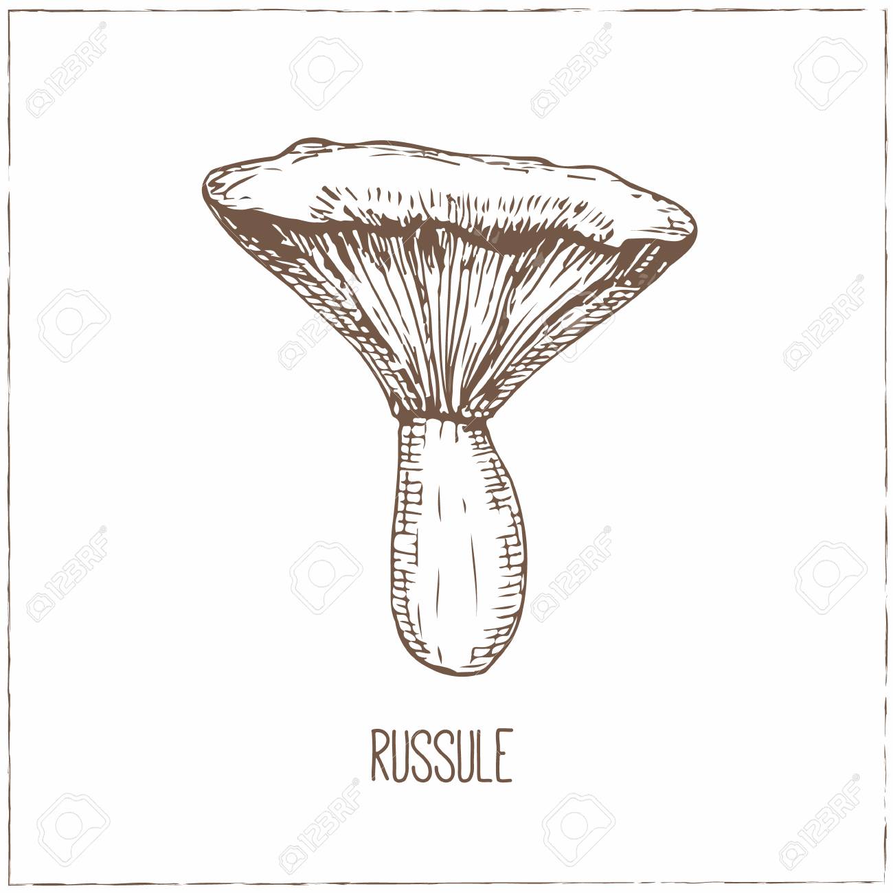 Raccolta Funghi Cibo Vegetariano Sano Vintage Illustrazione In Bianco E Nero Nello Stile Di Incisioni Disegno A Mano Cibo Vettore Sfondo