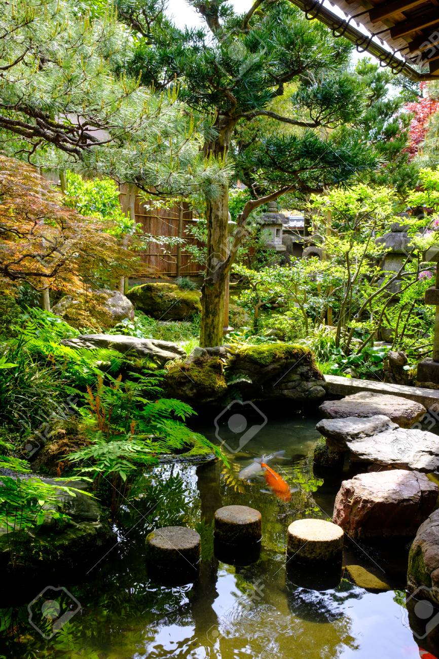 夏の日本庭園の池に鯉と赤い橋♪♪かもの親子