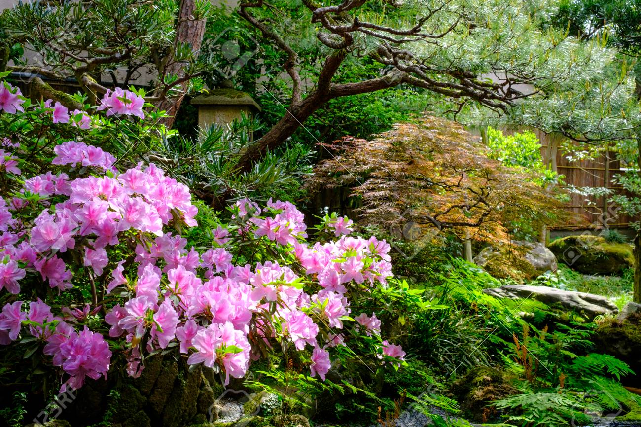 Blumen Und Baume In Einem Japanischen Garten In Kanazawa Prafektur Ishikawa Japan Lizenzfreie Fotos Bilder Und Stock Fotografie Image 78069683