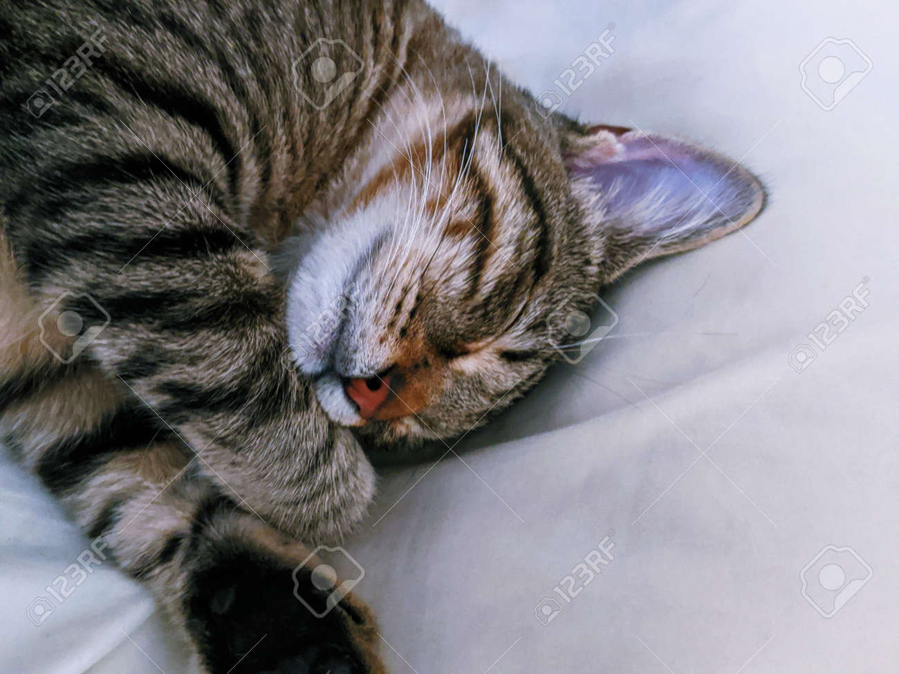 etiam-dictum-ipsum-a-felis