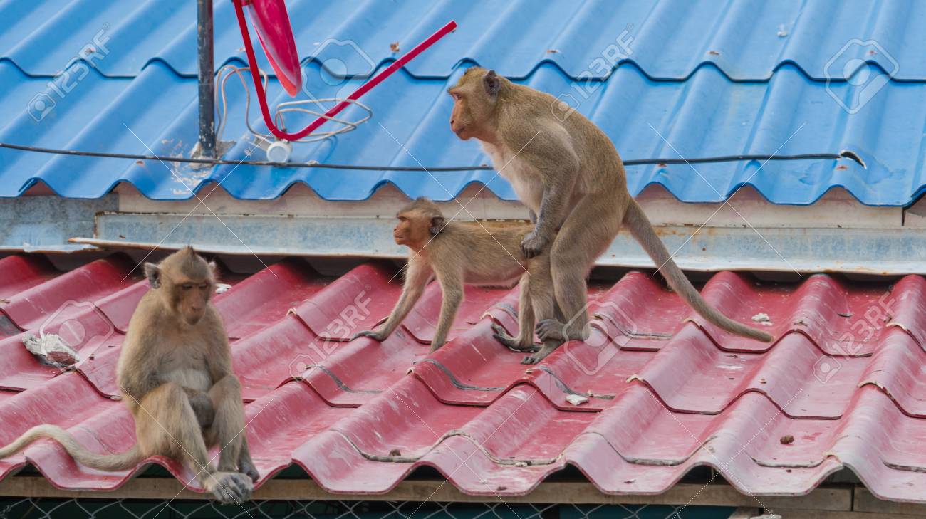 セックスを有する 2 つのサルながら悲しいことに彼らに背を向けて別の