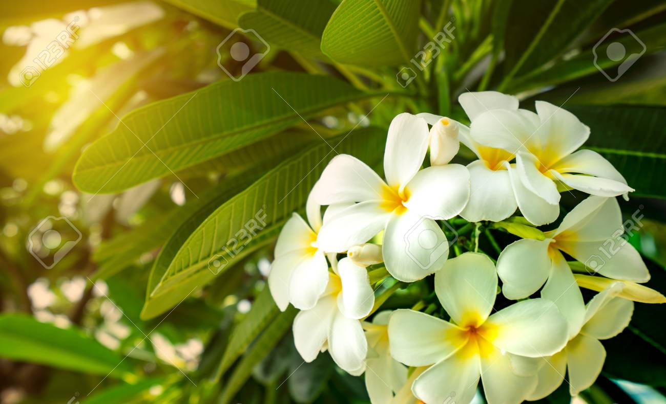 Frangipani flower (Plumeria alba) with green leaves on blurred..