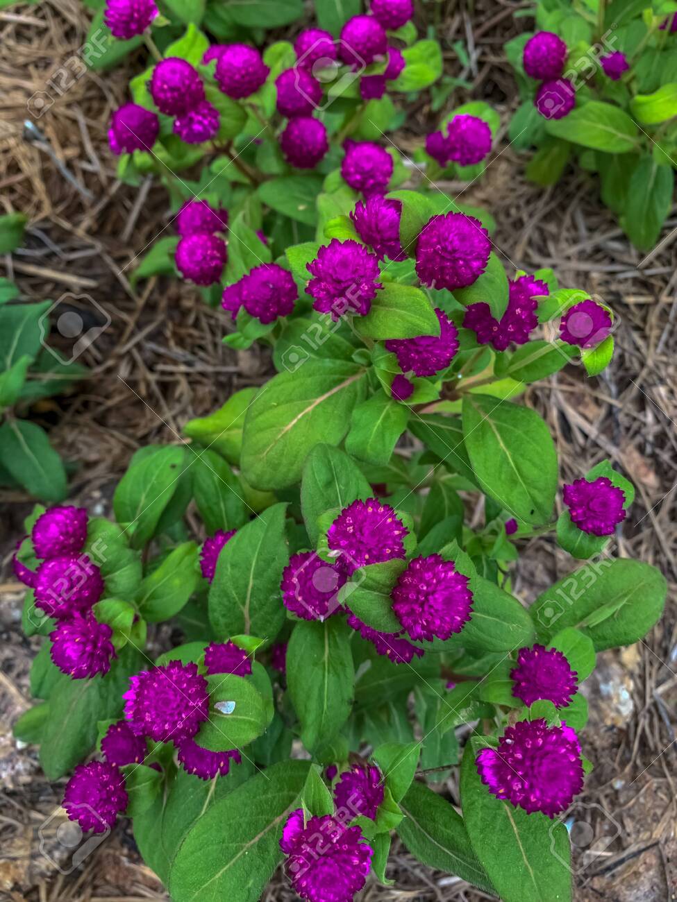Gomphrena Globosa Globe Amaranth Top View Purple Flower Bloom Stock Photo Picture And Royalty Free Image Image 147959220