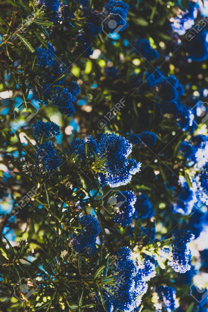 Blue Pacific Ceanothus Tree With Flowers In Full Bloom Shot Stock Photo Picture And Royalty Free Image Image 131591073