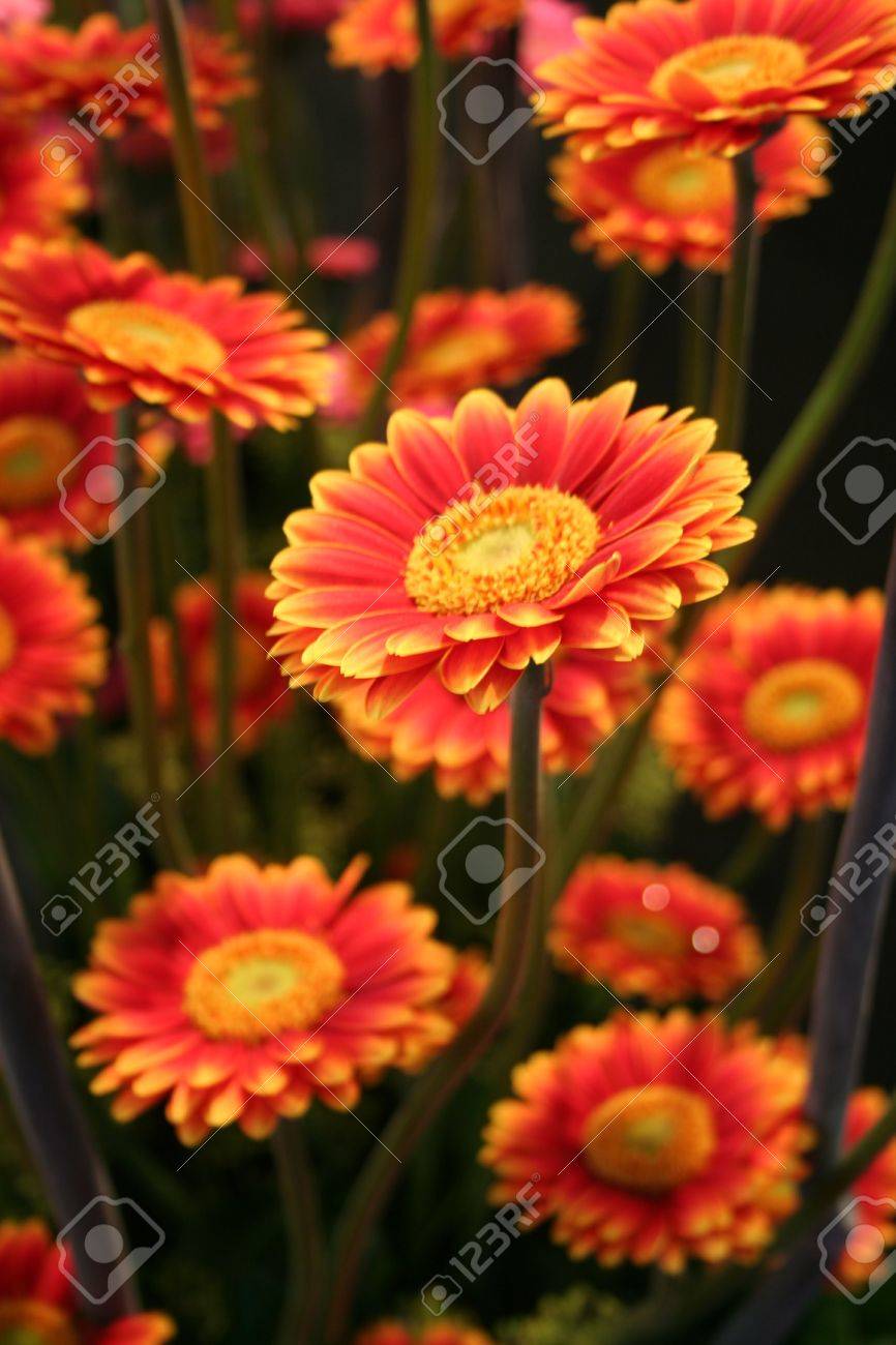 etiam-dictum-ipsum-a-felis