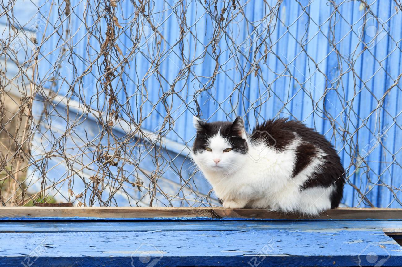 Un Beau Chat Est Assis Sur Un Banc Peint En Bleu Devant Une Maison En Bois Bleue Banque D Images Et Photos Libres De Droits Image