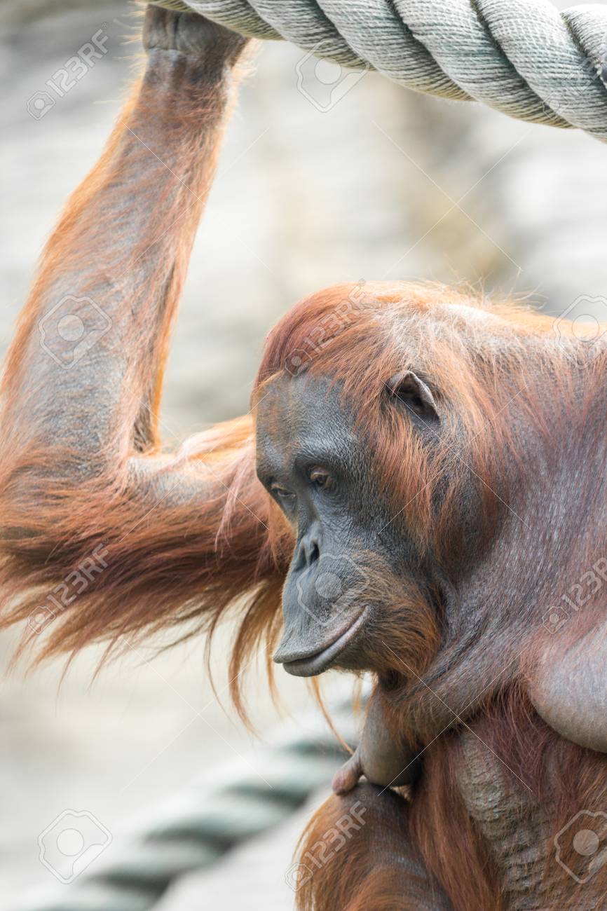 インドネシアのジャングルの中でオランウータン の写真素材 画像素材 Image