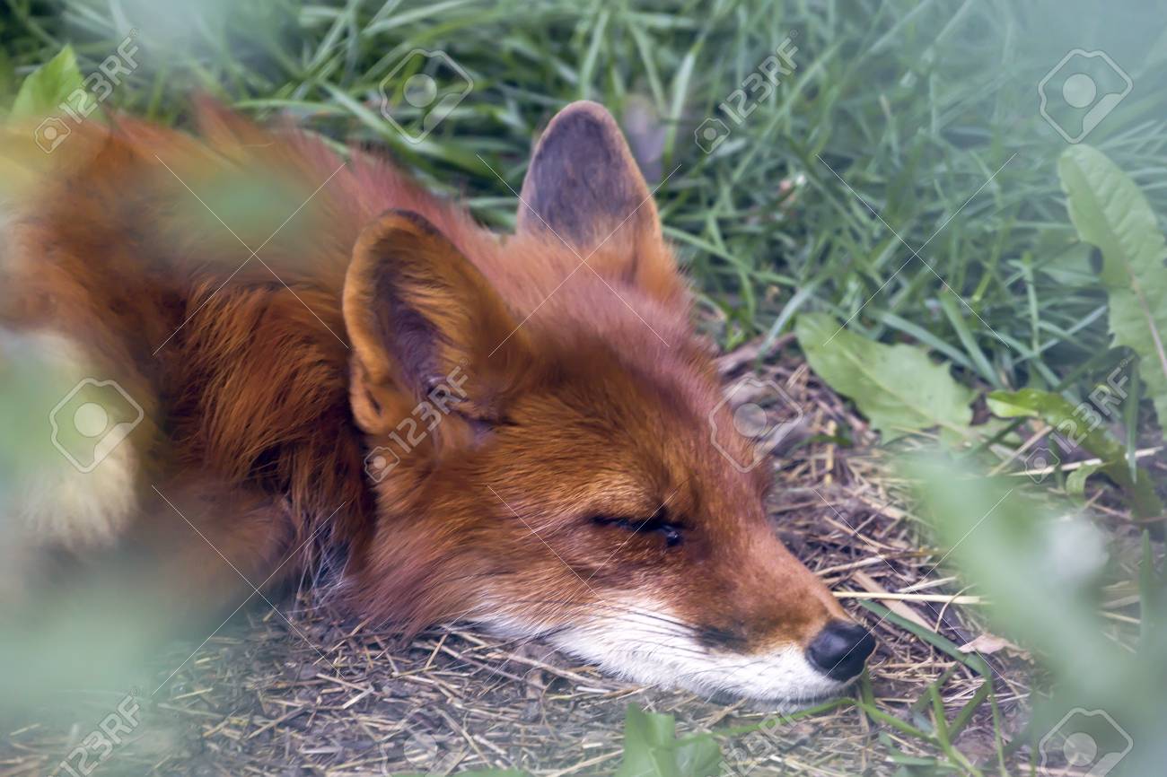 89725908-resting-red-fox-in-forest-hot-summer-day.jpg