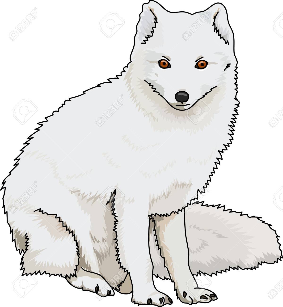 白いふわふわ北極キツネ分離 のイラスト素材 ベクタ Image